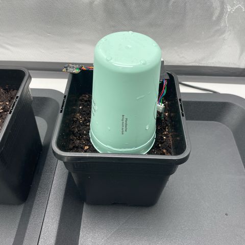 Fangorn growlog photo: 01:45