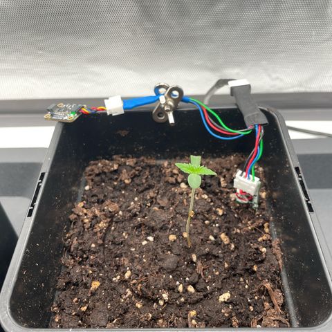Fangorn growlog timeline photo