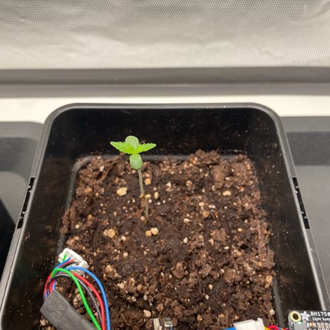 Fangorn growlog photo: 1:20