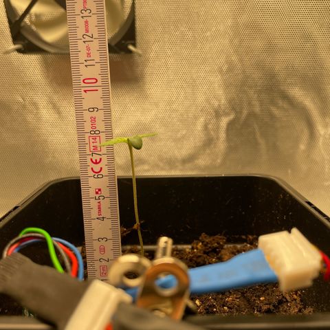 Fangorn growlog photo: 10:50