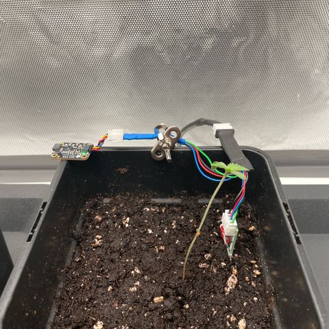 Fangorn growlog photo: 18:06