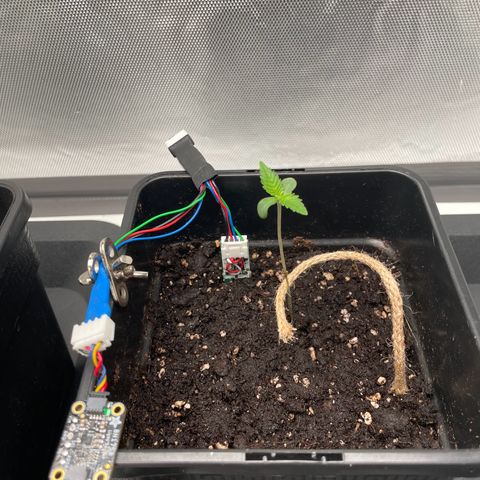 Fangorn growlog photo: 19:16 Draht zur Wuchsrichtungskorrektur in Erde gesteckt