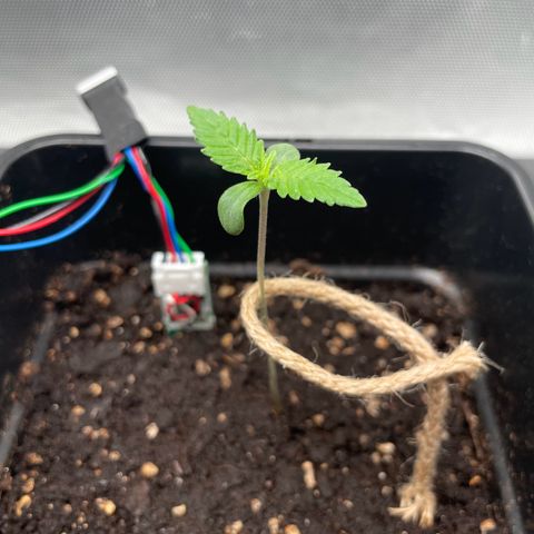 Fangorn growlog photo: 16:00