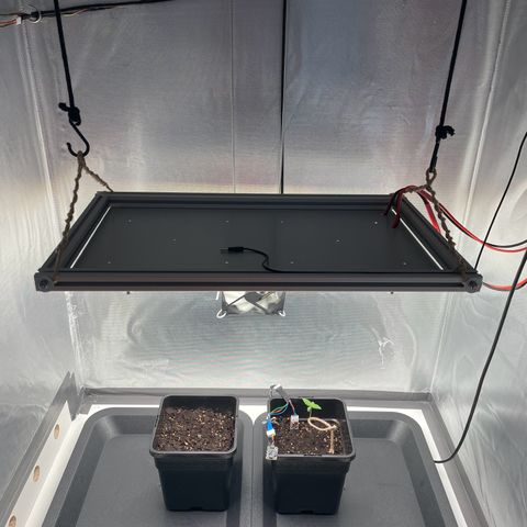 Fangorn growlog photo: 16:00