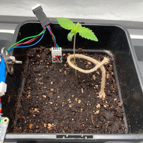 Fangorn growlog photo: 10:00