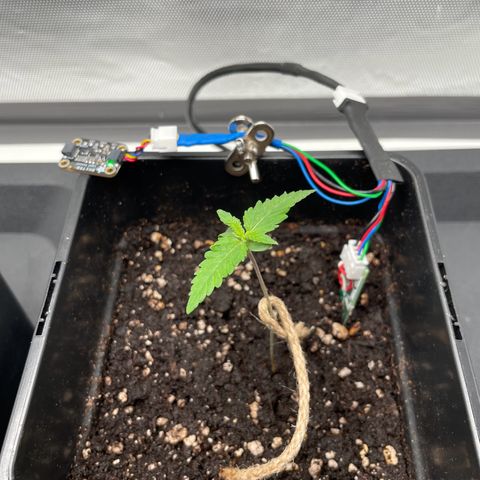 Fangorn growlog photo: 12:00