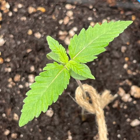 Fangorn growlog timeline photo
