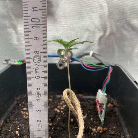Fangorn growlog photo: 20:36 Fangorn instabil