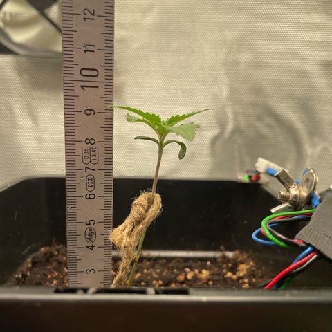 Fangorn growlog photo: 21:00