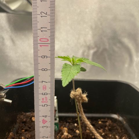 Fangorn growlog photo: 13:20