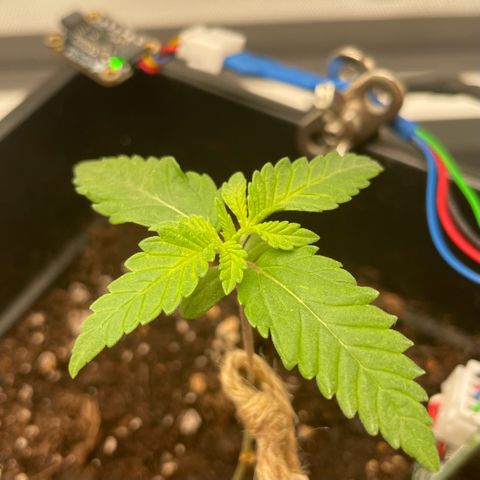 Fangorn growlog timeline photo