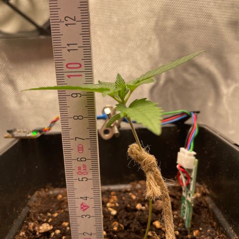 Fangorn growlog photo: 20:30