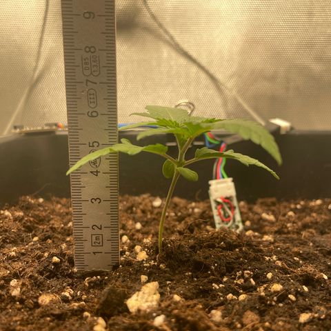 Fangorn growlog timeline photo