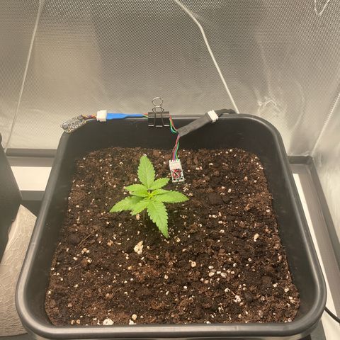 Fangorn growlog photo: 10:45