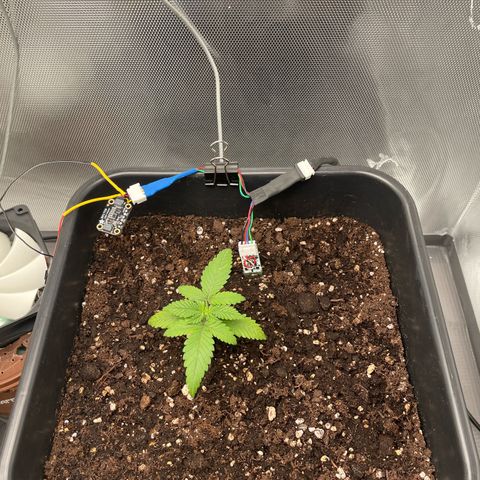 Fangorn growlog photo: 14:35