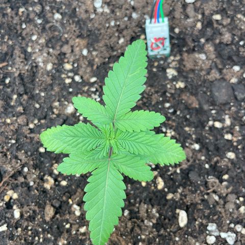 Fangorn growlog photo: 14:35