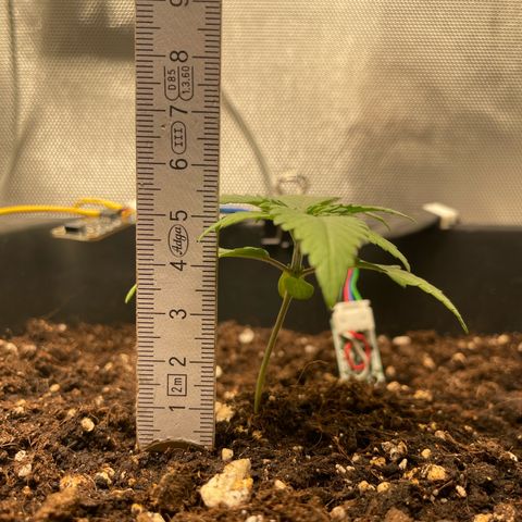 Fangorn growlog photo: 14:40