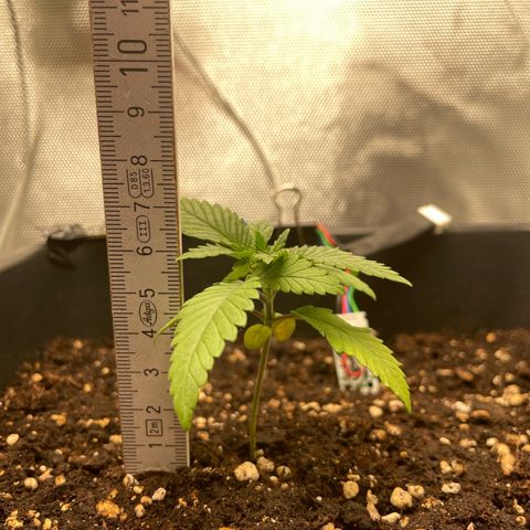 Fangorn growlog photo: 21:41