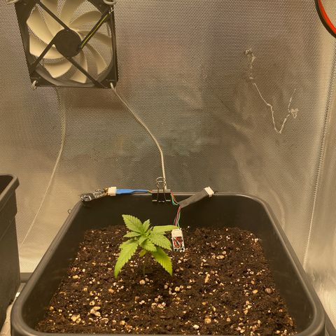 Fangorn growlog photo: 21:44