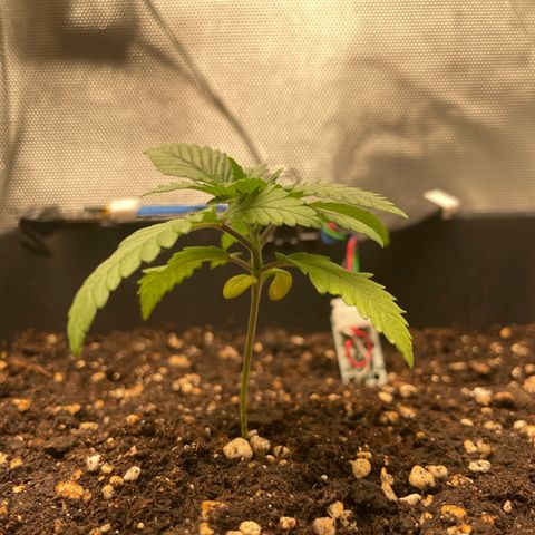 Fangorn growlog photo: 21:44