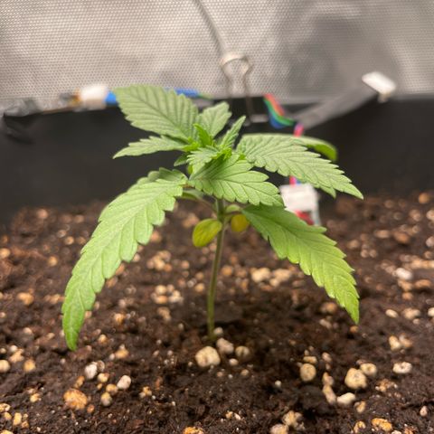 Fangorn growlog photo: 21:44