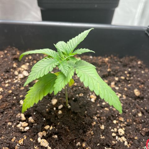 Fangorn growlog photo: 21:44