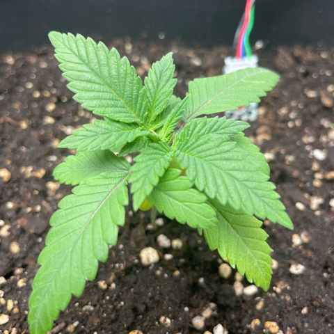 Fangorn growlog photo: 21:44
