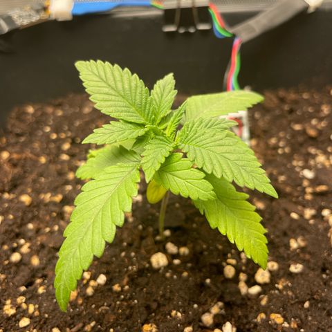 Fangorn growlog timeline photo