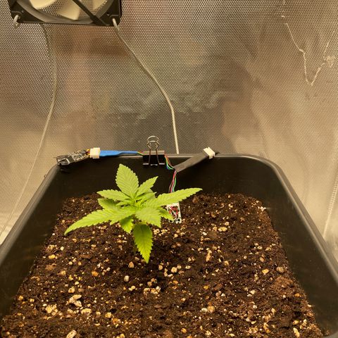 Fangorn growlog photo: 23:33