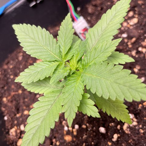 Fangorn growlog photo: 23:33