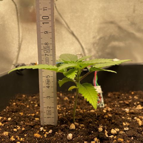 Fangorn growlog photo: 23:33