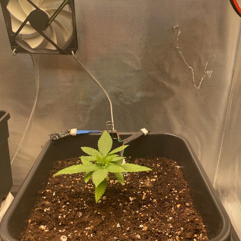 Fangorn growlog photo: 20:50