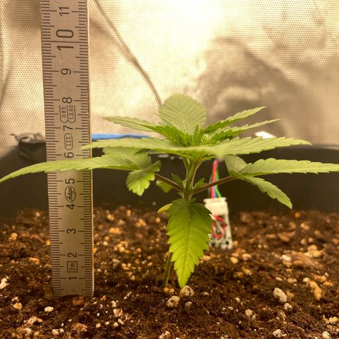 Fangorn growlog photo: 20:50