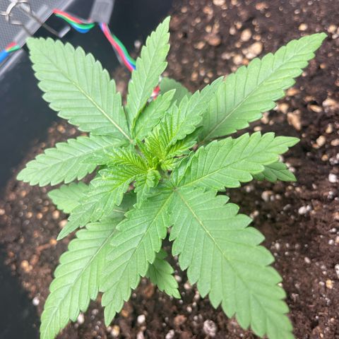 Fangorn growlog photo: 20:50