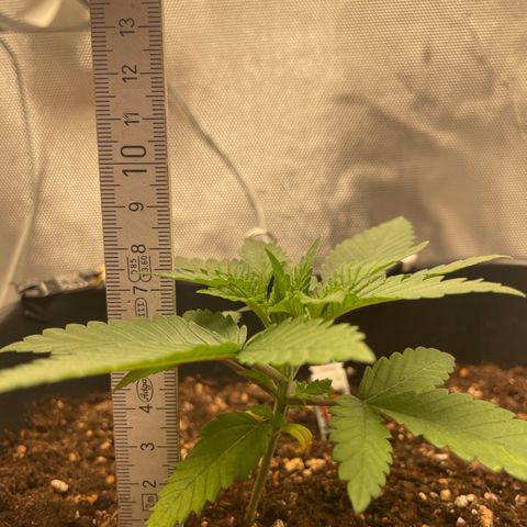 Fangorn growlog photo: 21:50