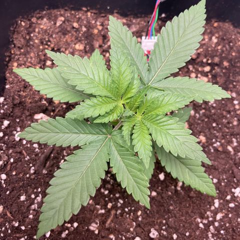 Fangorn growlog photo: 21:50