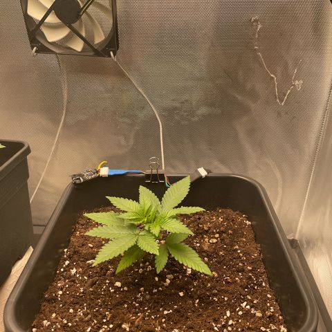Fangorn growlog photo: 21:50