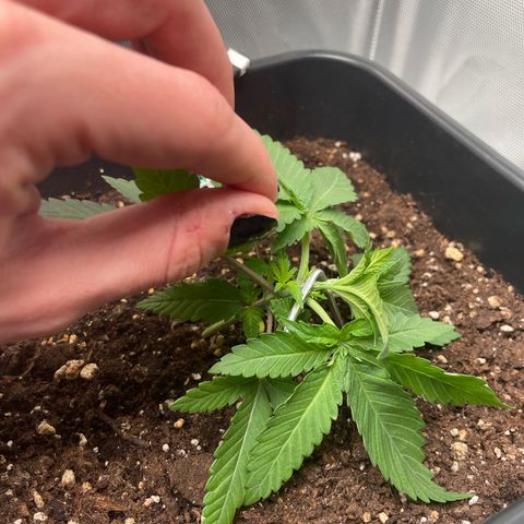 Fangorn growlog photo: 14:42