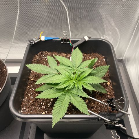 Fangorn growlog photo: 15:10