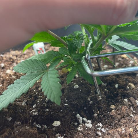 Fangorn growlog photo: 15:10