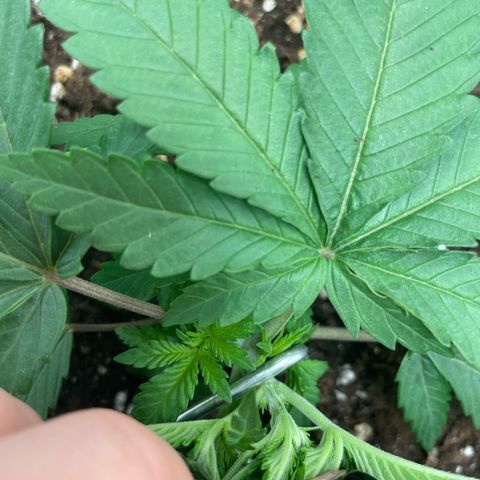 Fangorn growlog photo: 15:10