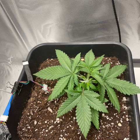 Fangorn growlog photo: 19:50