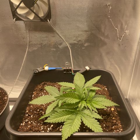 Fangorn growlog photo: 19:50