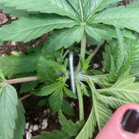 Fangorn growlog photo: 19:50