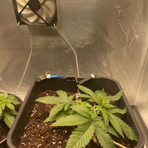 Fangorn growlog photo: 10:50