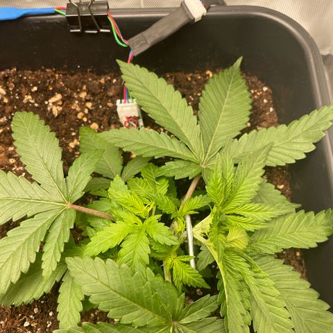 Fangorn growlog photo: 10:50