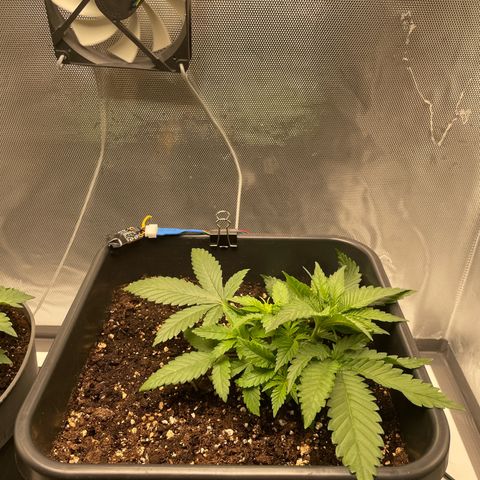 Fangorn growlog photo: 09:50
