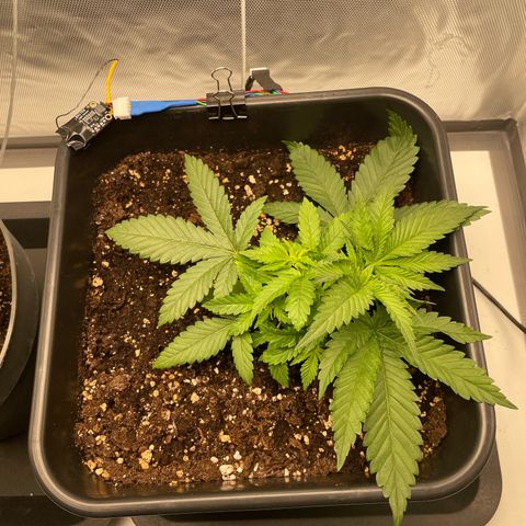 Fangorn growlog photo: 09:50