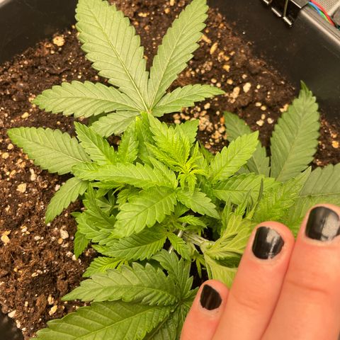Fangorn growlog photo: 09:50