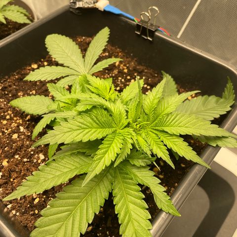 Fangorn growlog timeline photo